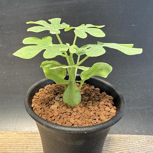 観葉植物 アデニア グラウカ」の人気商品一覧・価格比較 - 価格.com